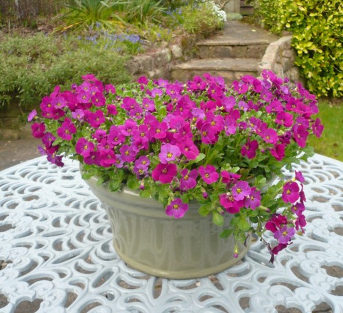 Aubrieta Pink